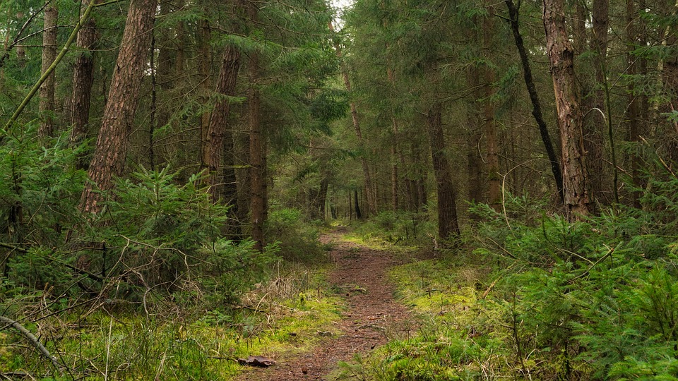 chemin forestier